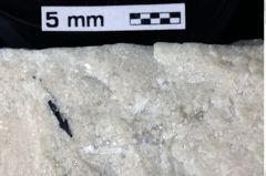 Foto (Detailansicht) von Brachyura indet. (NHMW-GEO-1990-0041-0180c)